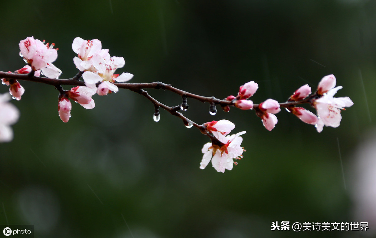 牧童遥指杏花村（关于牧童的古诗六首）