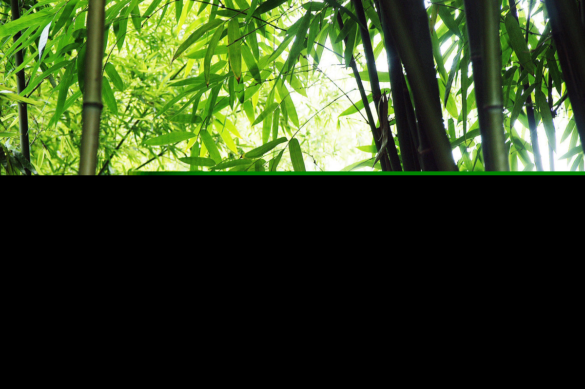 竹开头的成语有哪些（竹开头的四字成语大全）