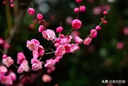 咏梅诗词精选赏析（著名梅花诗词赏析）
