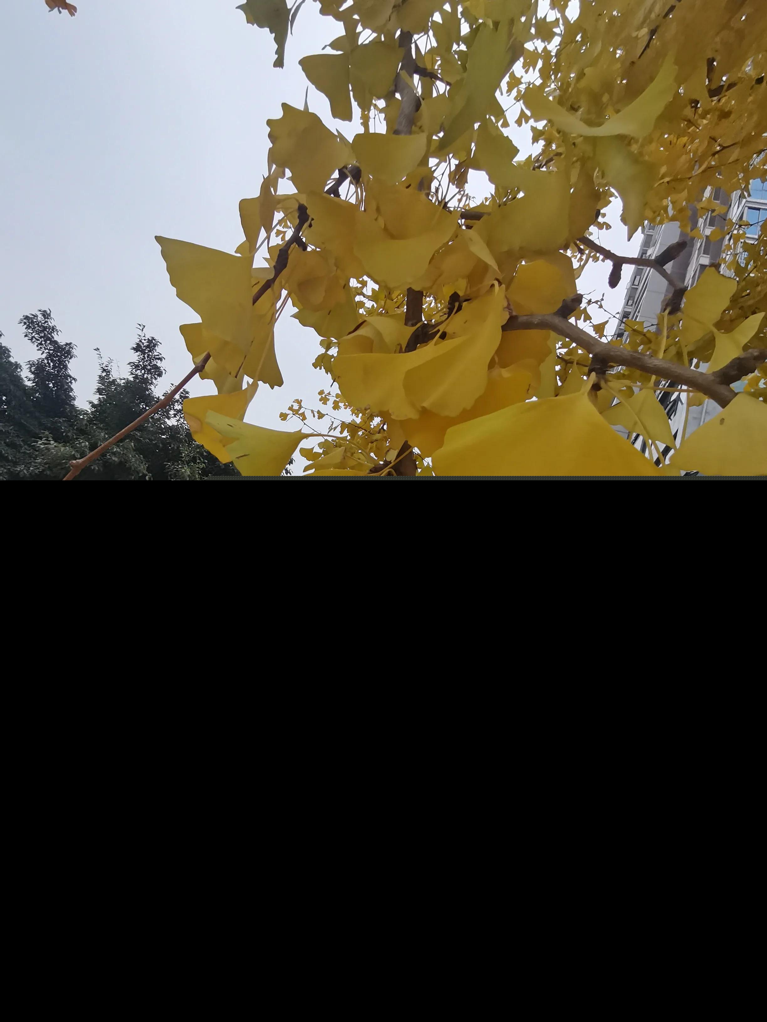 银杏树作文400字（三年级作文美丽的银杏树）