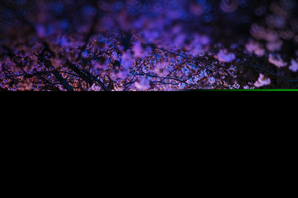 枝上柳绵吹又少全诗（蝶恋花春景赏析）