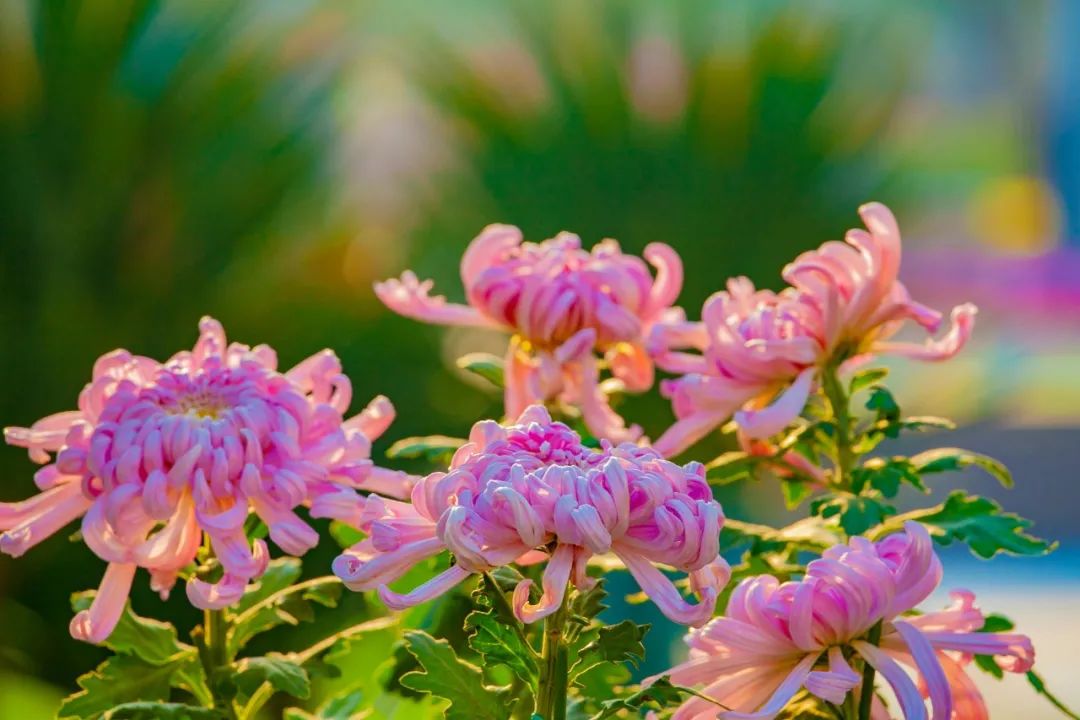 重阳节古诗有哪些（关于重阳节的诗词欣赏）