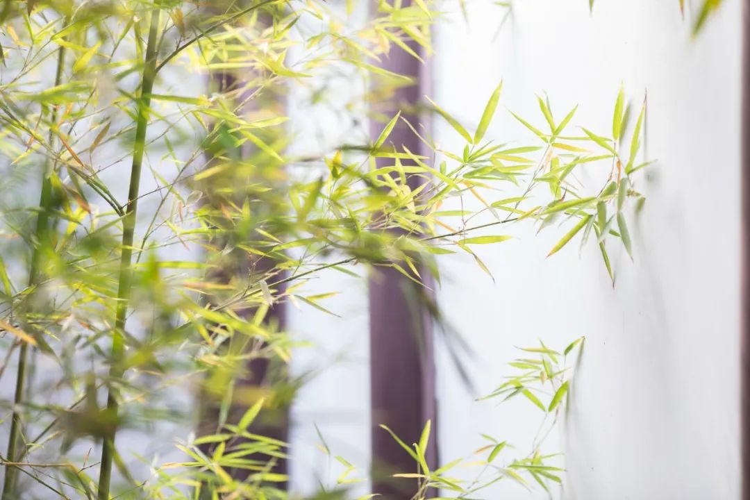 咏物的古诗有哪些（咏物的诗句古诗大全）