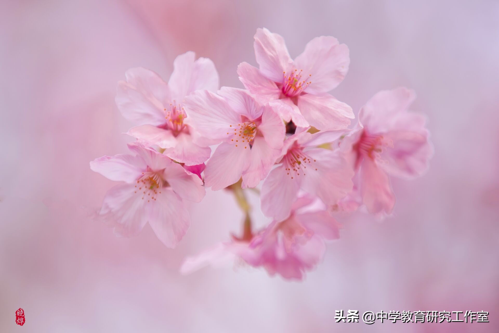 樱花诗句经典语录（古人赞美樱花的诗句）