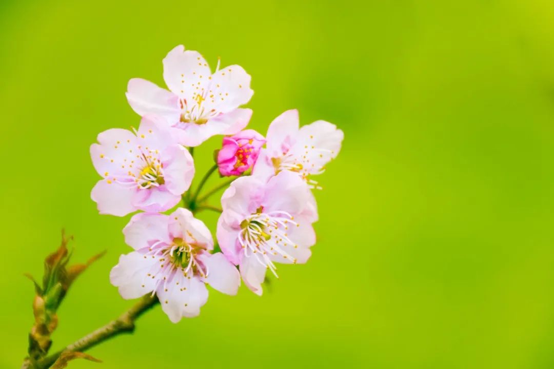 关于春花的诗句有哪些（赞美花的优美诗句）