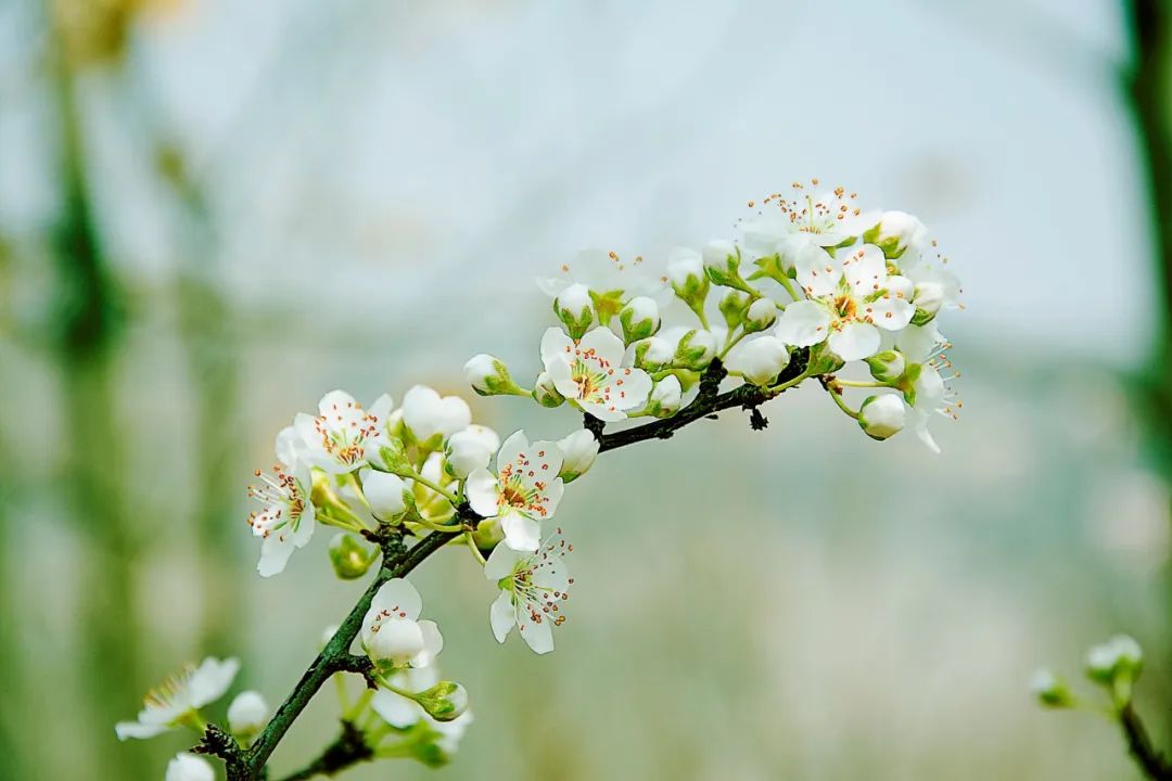 春天赏花的优美句子（赞美春天赏花的好词句）