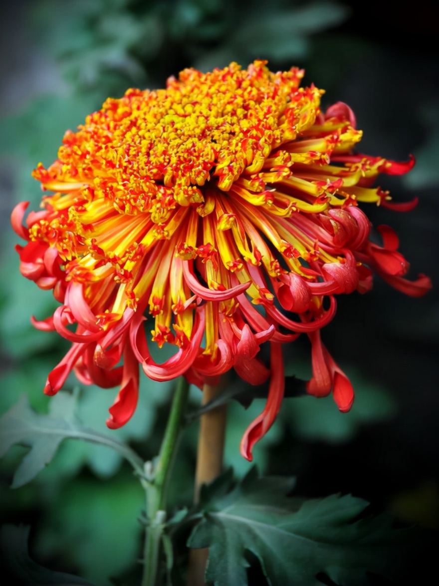写菊花的诗句有哪些（描写菊花的诗词欣赏）