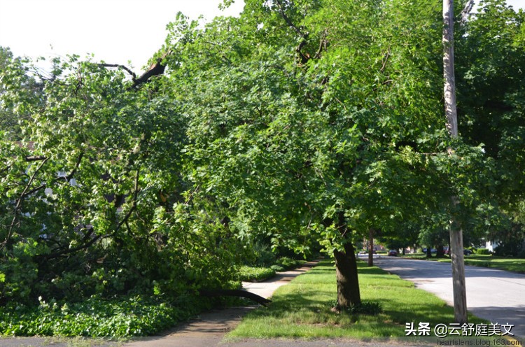 树大招风是什么意思（树大招风是什么意思解释）
