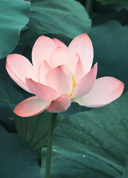 映日荷花别样红是什么季节（映日荷花别样红全诗）