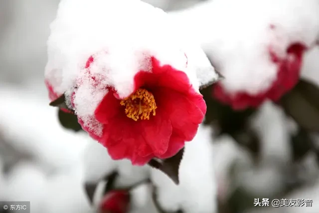 咏梅诗词精选赏析（著名梅花诗词赏析）