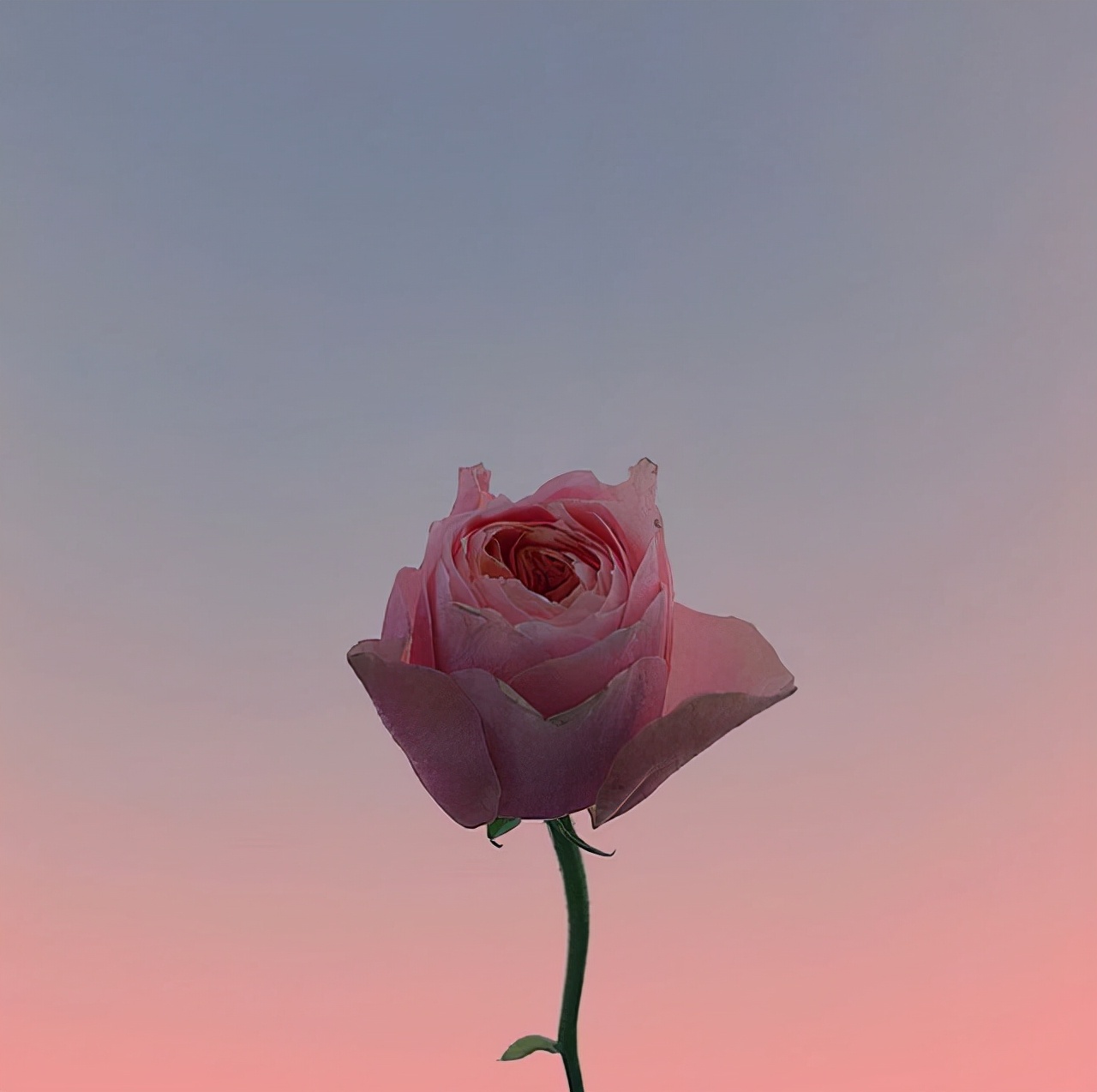 七夕情话句子说说（简短最浪漫的表白文案短句）