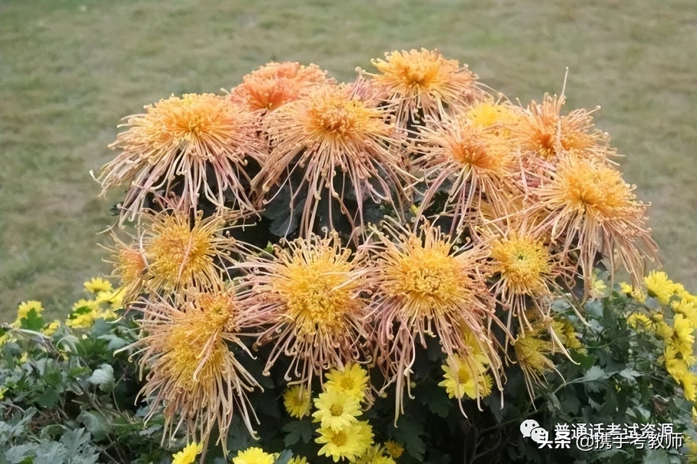 关于菊花的诗句有哪些（赞美菊花的诗词欣赏）