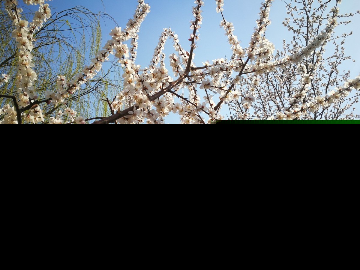 醉赠刘二十八使君（白居易古诗全诗赏析）