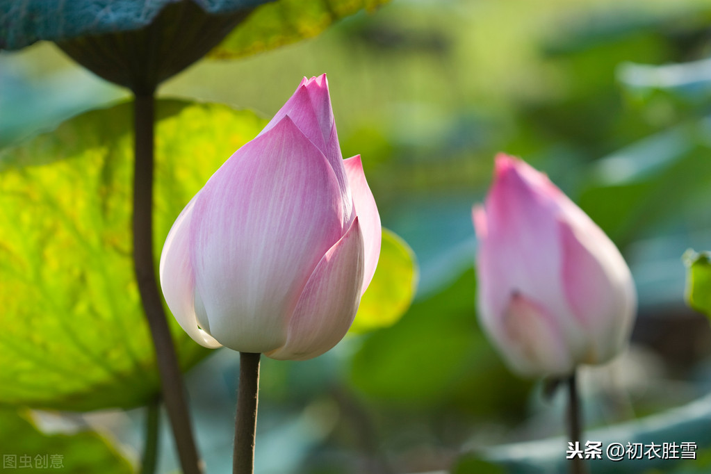 莲花诗句经典语录（关于莲花的诗词欣赏）