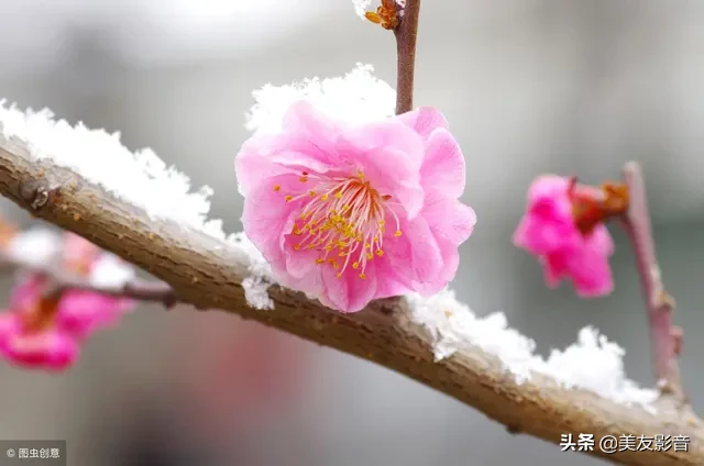 咏梅诗词精选赏析（著名梅花诗词赏析）