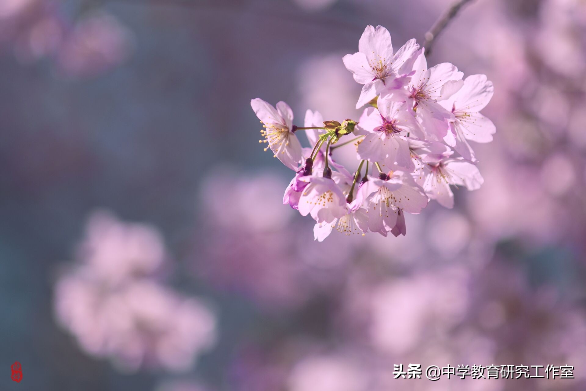樱花诗句经典语录（古人赞美樱花的诗句）