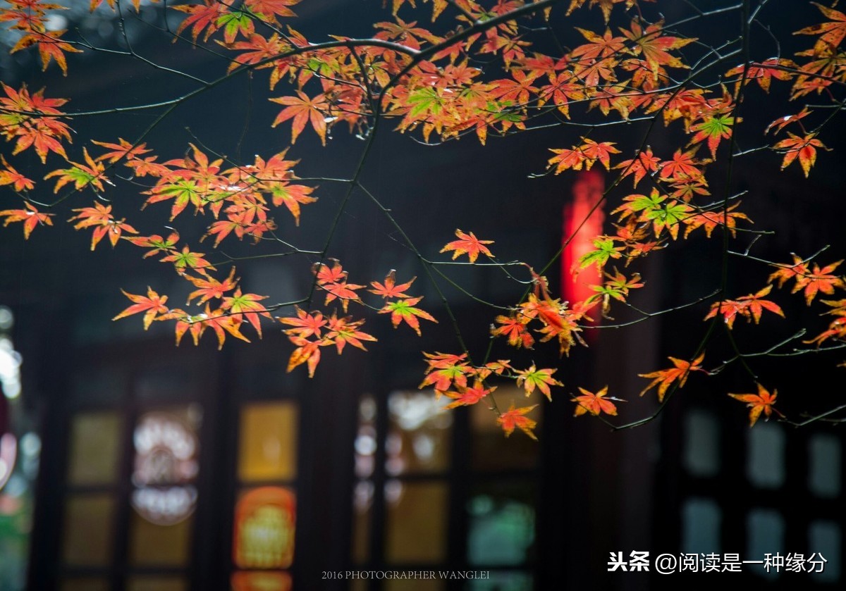 子夜吴歌秋歌赏析（李白的诗子夜吴歌秋歌）
