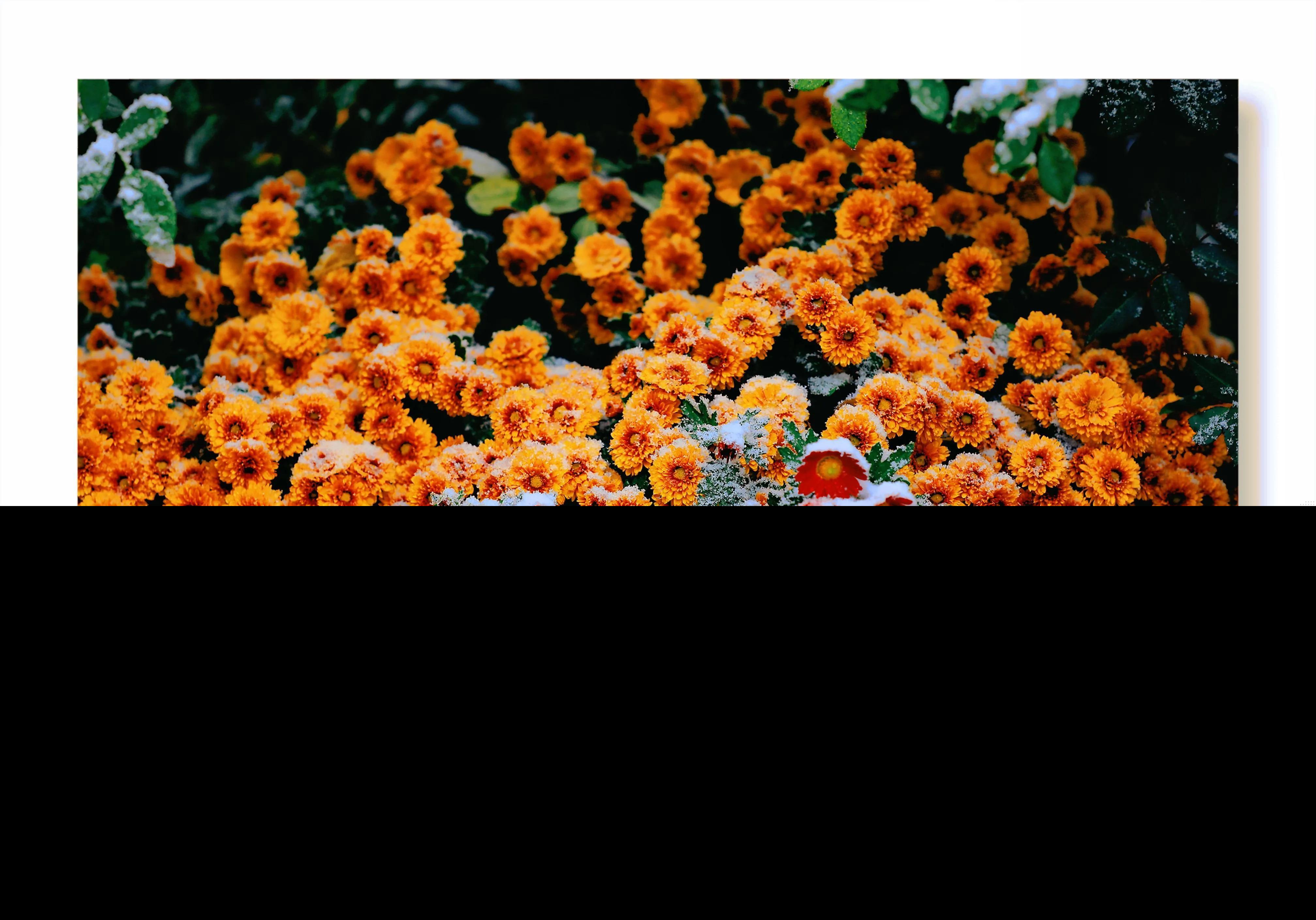 菊花的品格和志向（赞美菊花的品质和精神）