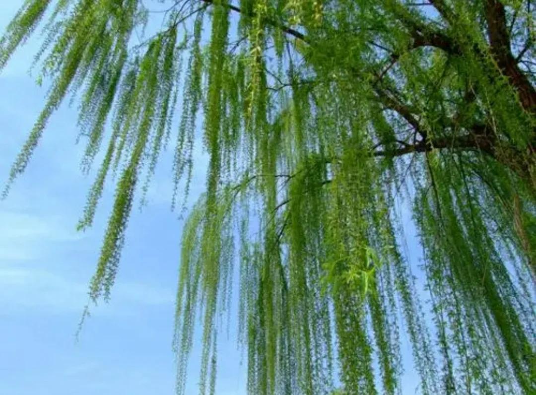 咏柳古诗的意思解释（咏柳古诗原文及翻译）