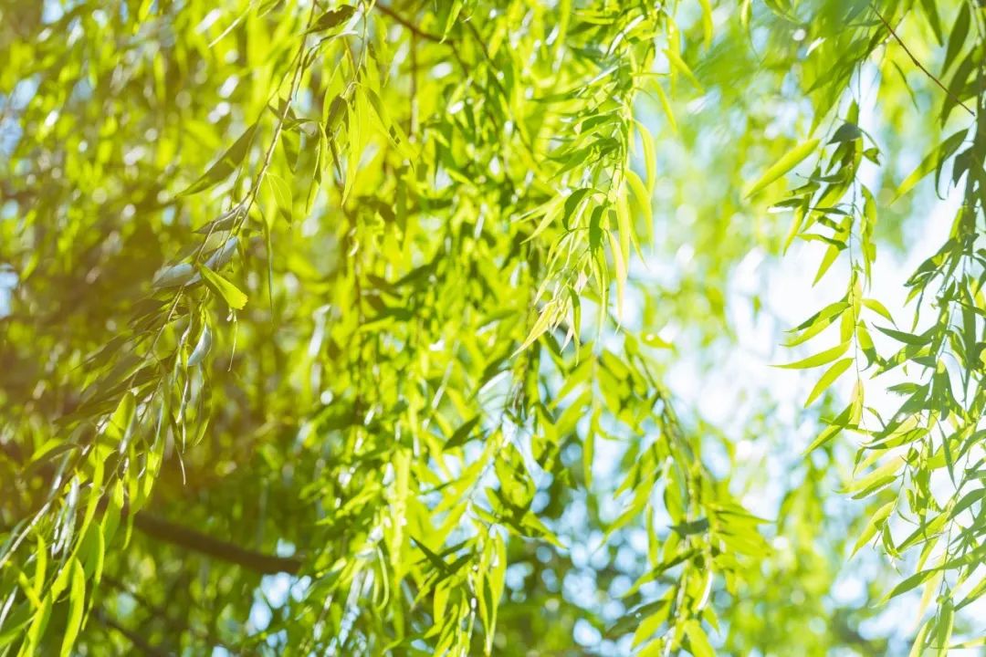 植树的古诗有哪些（关于种树的诗句古诗词）