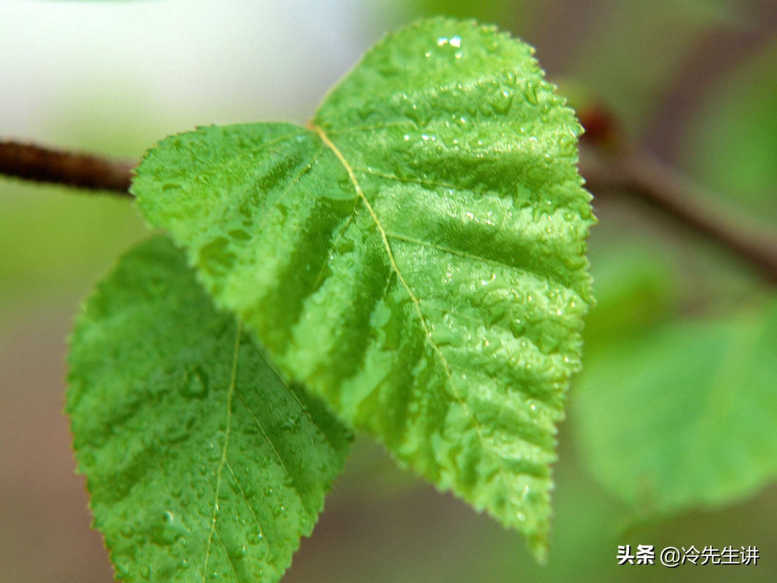 花草树木的成语有哪些（描写花草树木的四字词语）