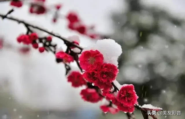 咏梅诗词精选赏析（著名梅花诗词赏析）