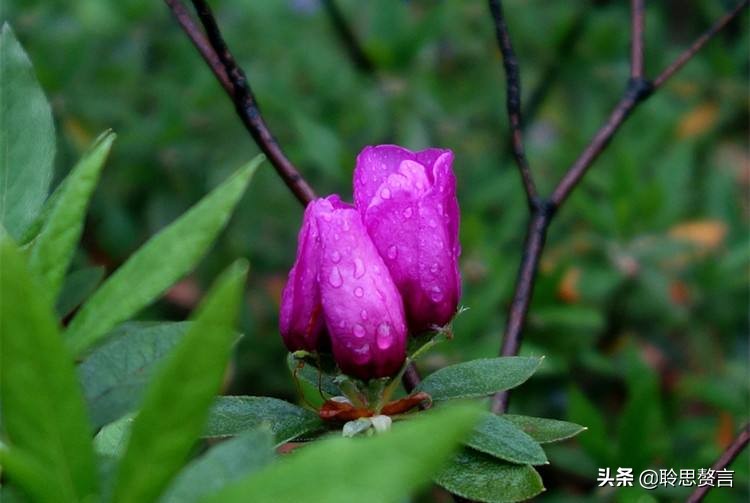 写杜鹃的诗句有哪些（赞美杜鹃的诗句古诗鉴赏）