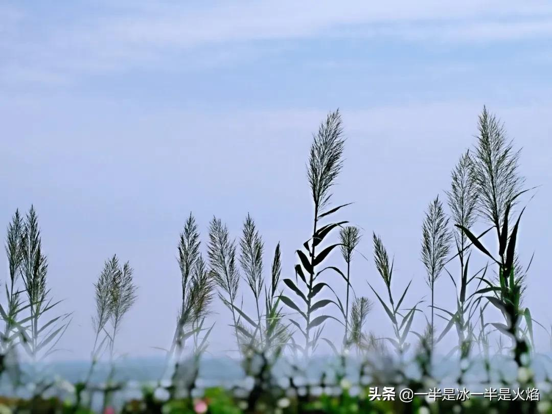 关于散文诗大全（散文诗精选摘抄）