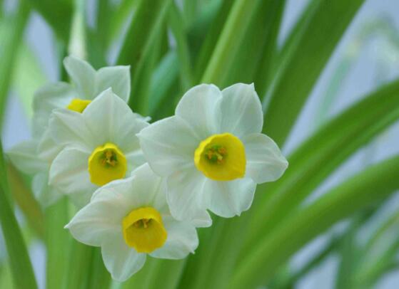 水仙花花语是什么（水仙百合的象征及寓意）