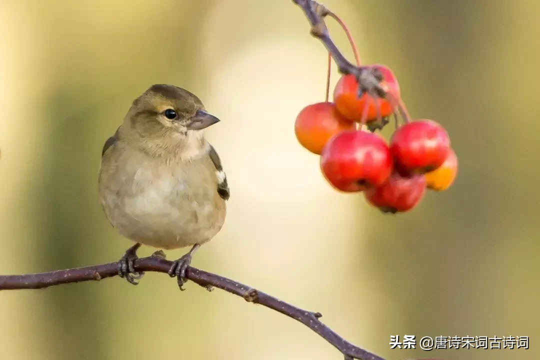 激励人的诗句有哪些（鼓励人的经典诗句集锦）