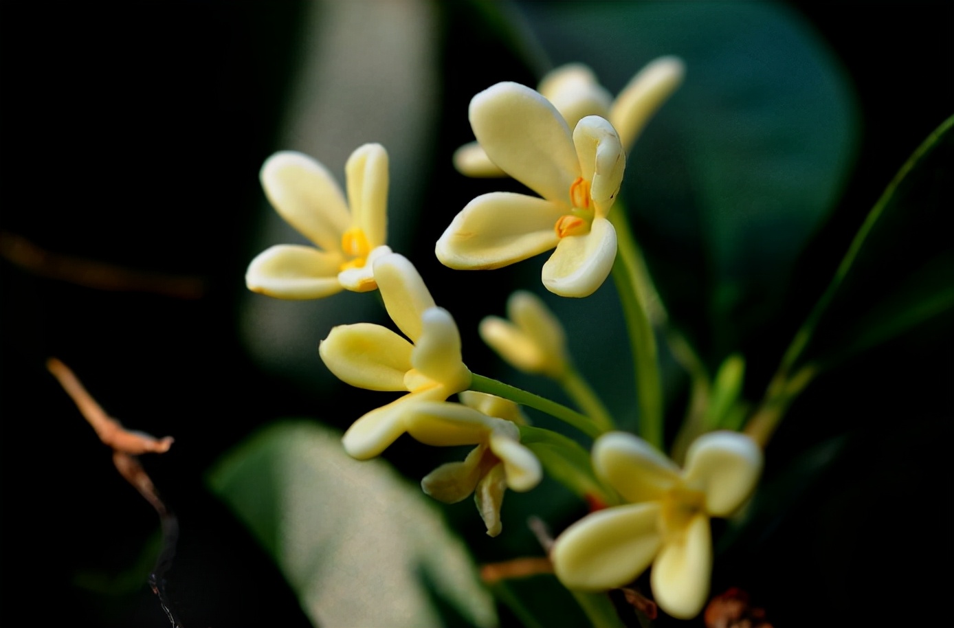 关于桂花的诗句（八月桂花香经典诗句）