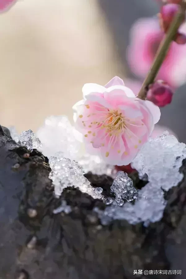 写梅花的诗句古诗（赞美梅花的诗句赏析）