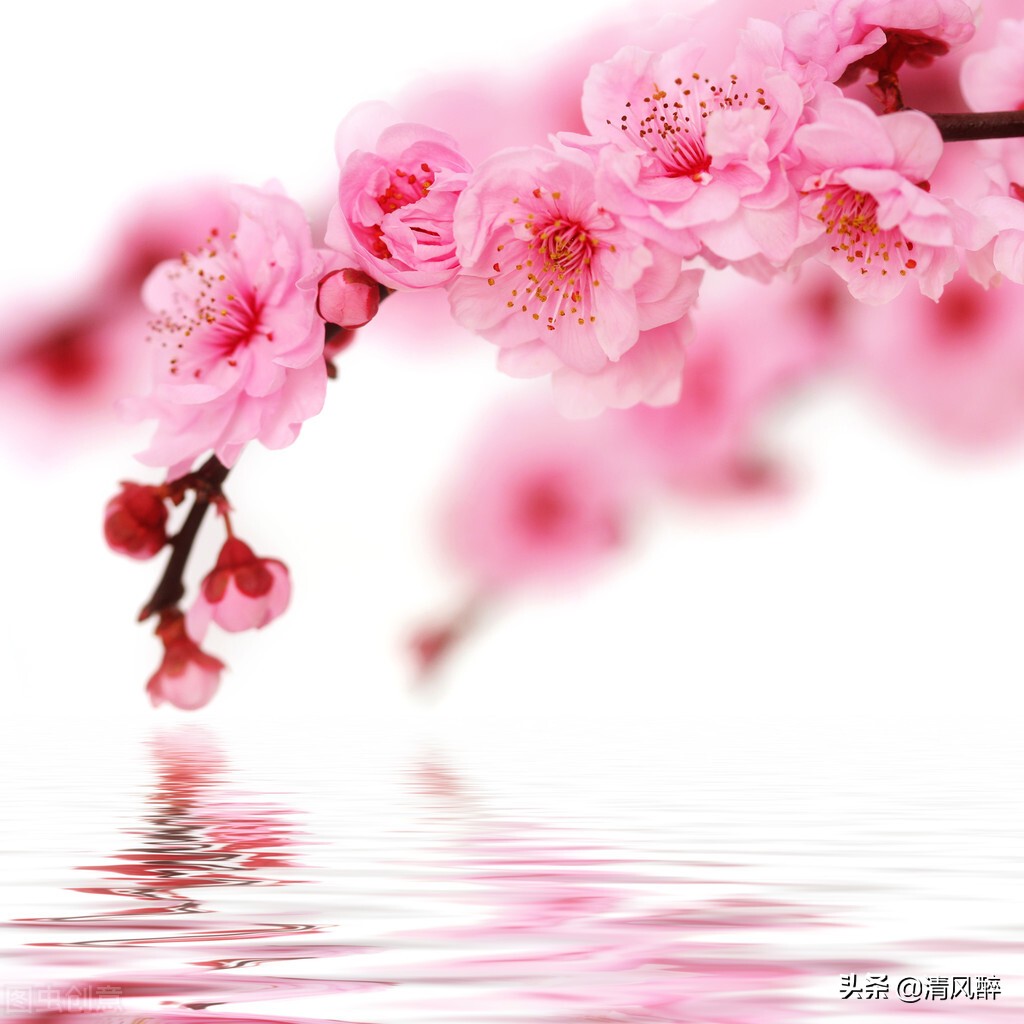 描写樱花的唯美句子古风（适合发樱花的文案）