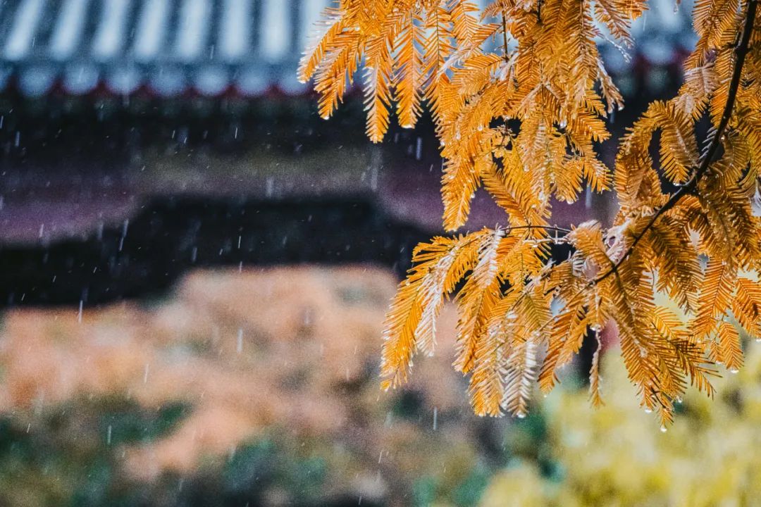 写秋雨的诗句古诗词（古典文学与诗词）