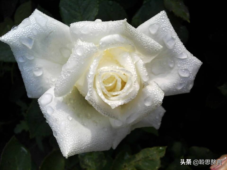 祝福生日的诗句（有文化内涵又高雅的生日祝福语）