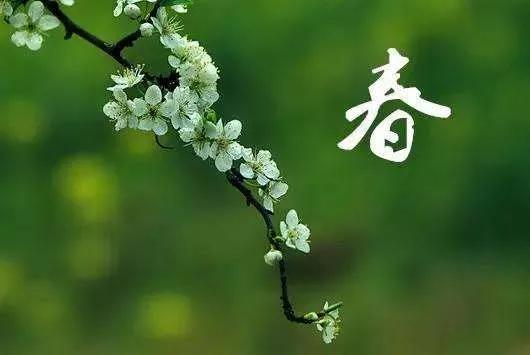 春天的短句唯美摘抄（关于描写春天的优美句子）