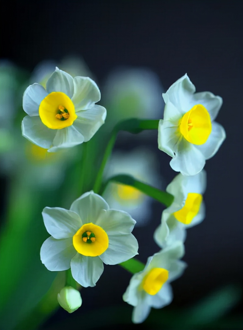关于水仙花的诗歌（形容水仙花的著名诗句）