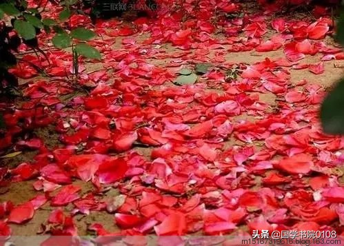 有关花的诗句古诗大全（赞美花的诗句和名言）