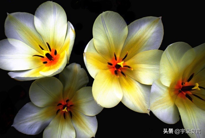 母爱的句子唯美短句（妈妈对孩子的简短寄语）