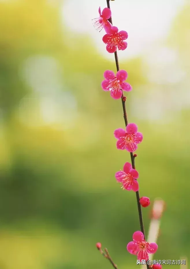 写梅花的诗句古诗（赞美梅花的诗句赏析）