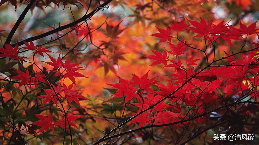 五一劳动节祝福语经典（祝福劳动者的句子）