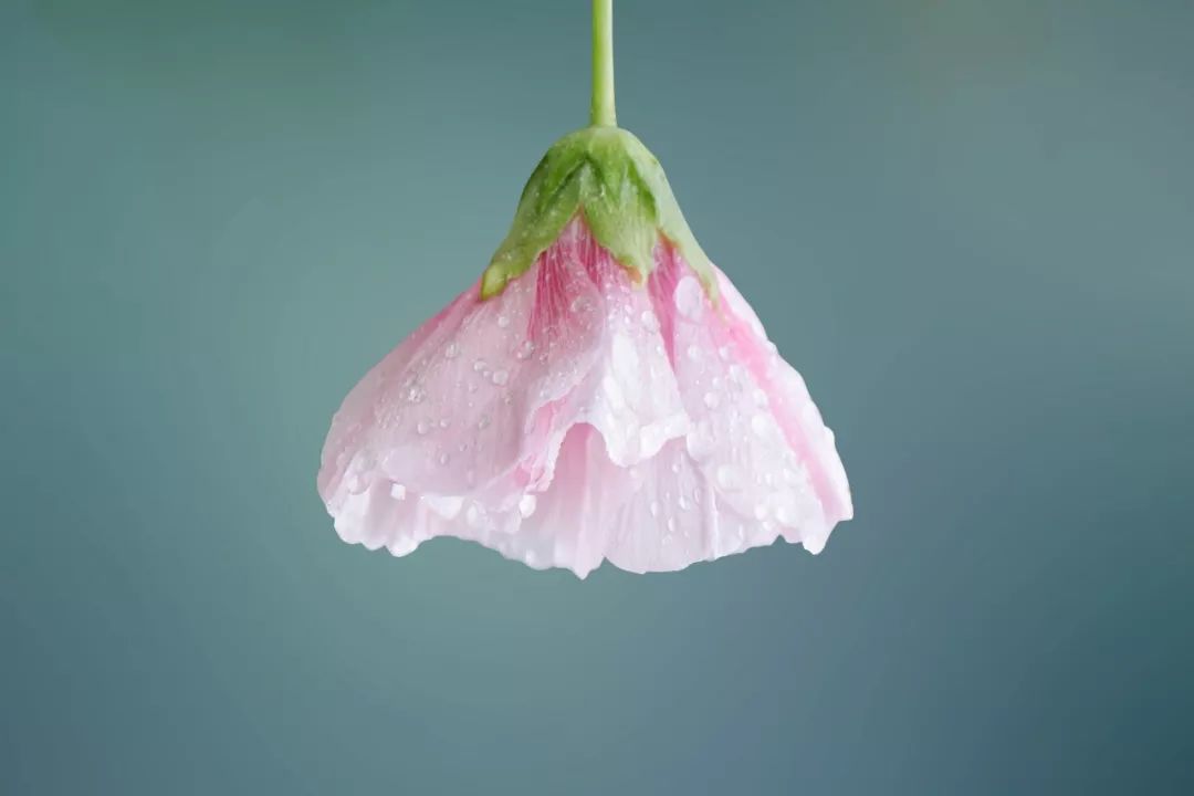林徽因诗集（林徽因最经典的短诗）