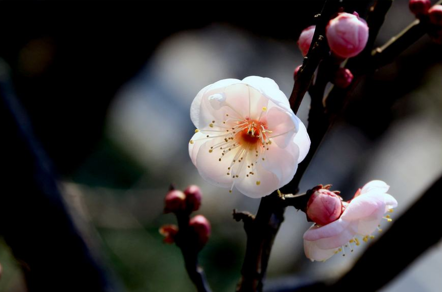 有关梅花的诗句古诗（赞美梅花的诗句鉴赏）