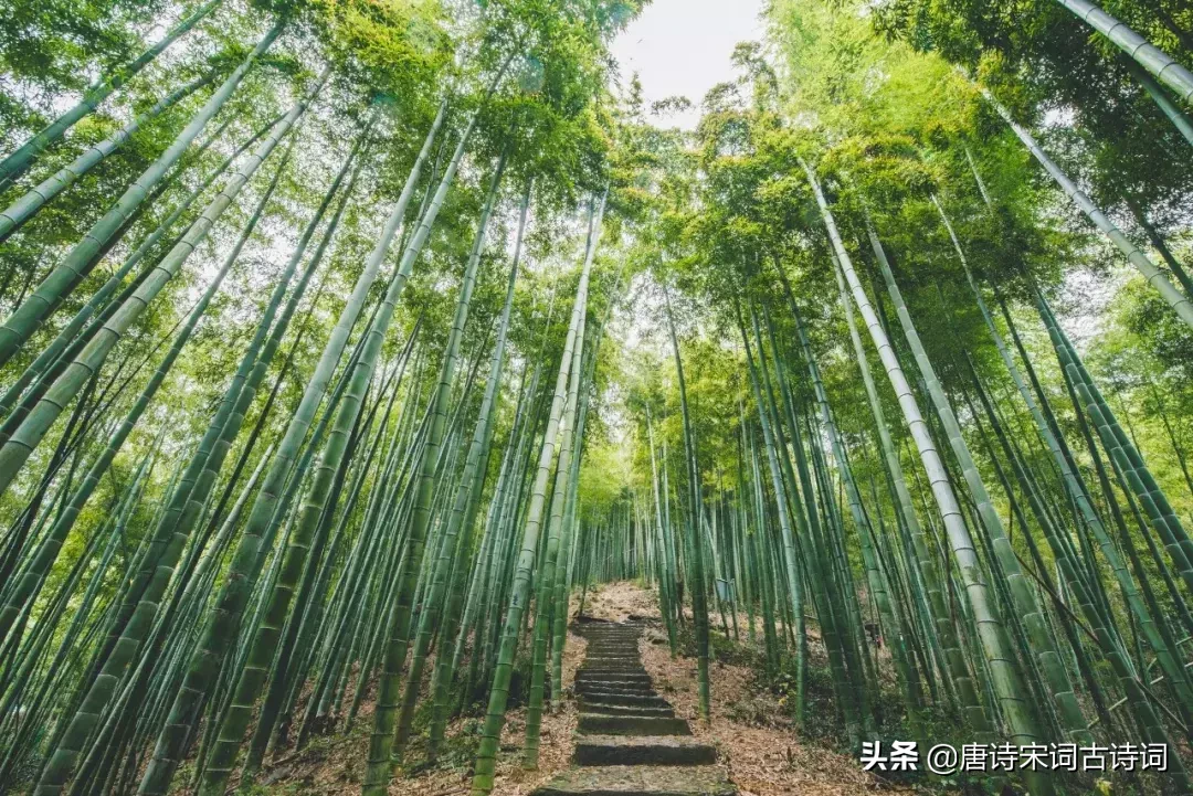 辛弃疾的词有哪一些（赞美辛弃疾的优美段落）