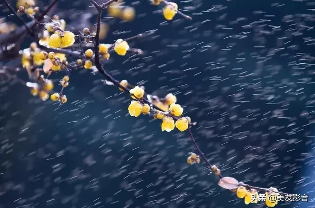咏梅诗词精选赏析（著名梅花诗词赏析）