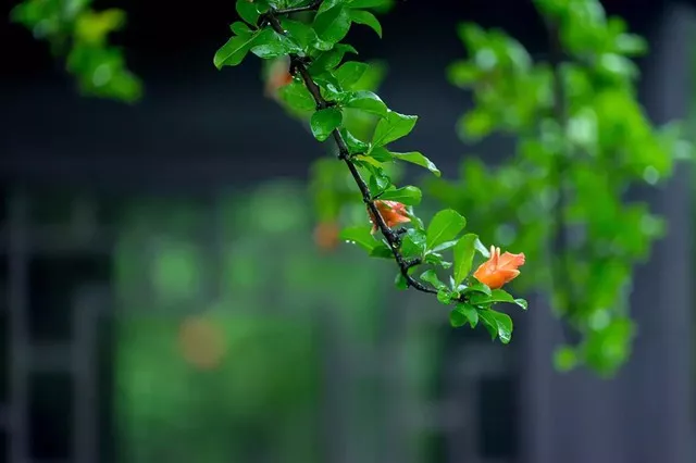 天净沙秋思古诗赏析（天净沙秋思表达情感）