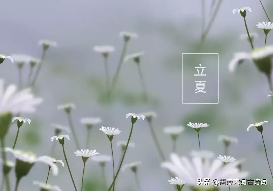 描写夏天的诗句有哪些（关于夏天的诗句句子）