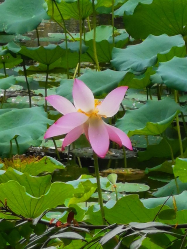 涉江采芙蓉原文及翻译（涉江采芙蓉汉乐府）