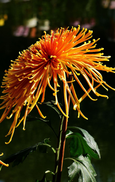 写菊花的诗句有哪些（描写菊花的诗词欣赏）