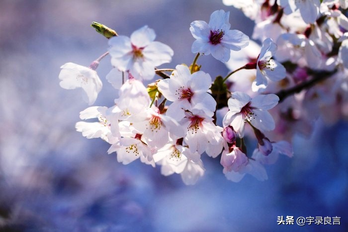 母爱的句子唯美短句（妈妈对孩子的简短寄语）